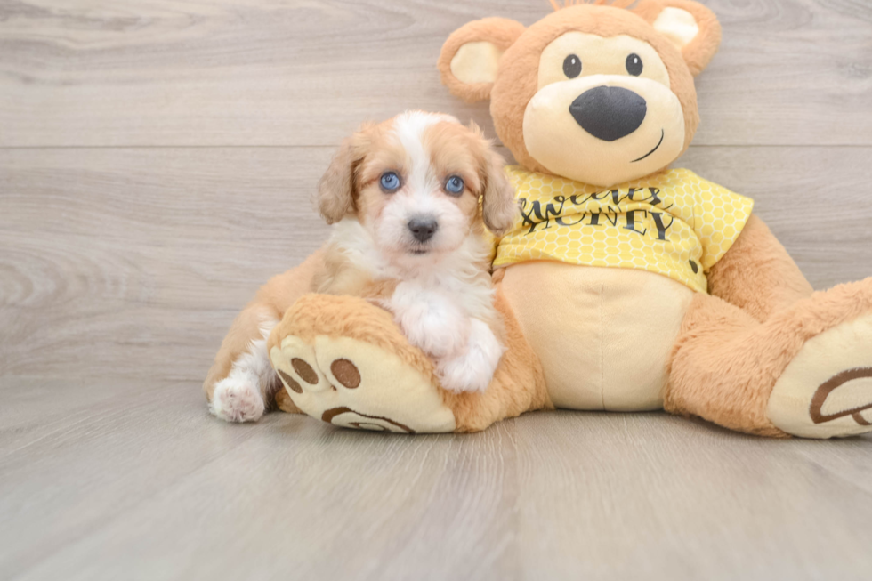 Mini Aussiedoodle Pup Being Cute