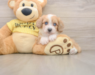 8 week old Mini Aussiedoodle Puppy For Sale - Seaside Pups