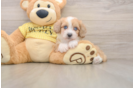 Little Aussiepoo Poodle Mix Puppy