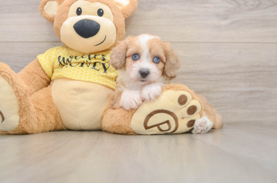 Little Aussiepoo Poodle Mix Puppy