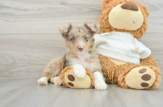 Energetic Aussie Poo Poodle Mix Puppy