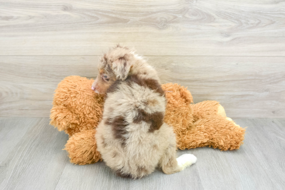 Mini Aussiedoodle Pup Being Cute