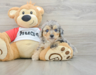 8 week old Mini Aussiedoodle Puppy For Sale - Seaside Pups
