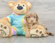7 week old Mini Aussiedoodle Puppy For Sale - Seaside Pups