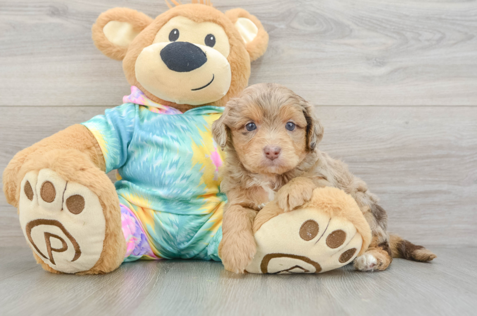 6 week old Mini Aussiedoodle Puppy For Sale - Seaside Pups