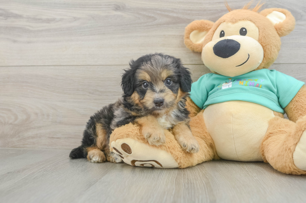 5 week old Mini Aussiedoodle Puppy For Sale - Seaside Pups