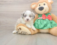 7 week old Mini Aussiedoodle Puppy For Sale - Seaside Pups