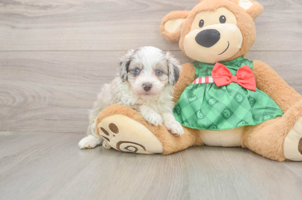 5 week old Mini Aussiedoodle Puppy For Sale - Seaside Pups