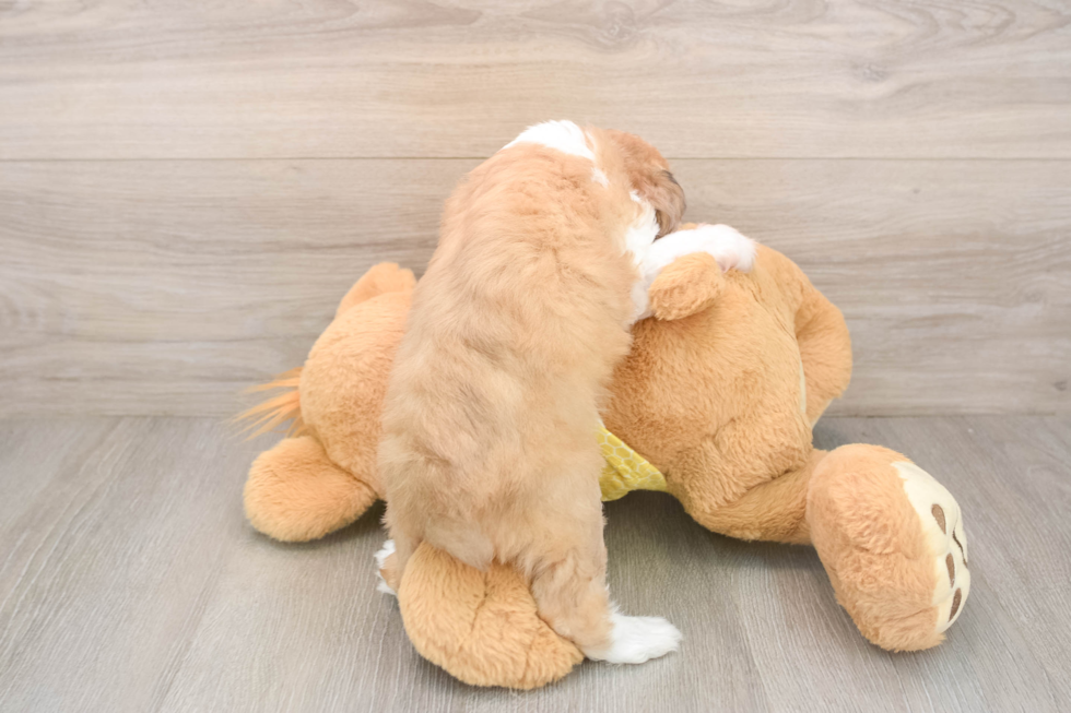 Cute Mini Aussiedoodle Baby
