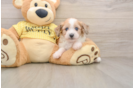 Best Mini Aussiedoodle Baby