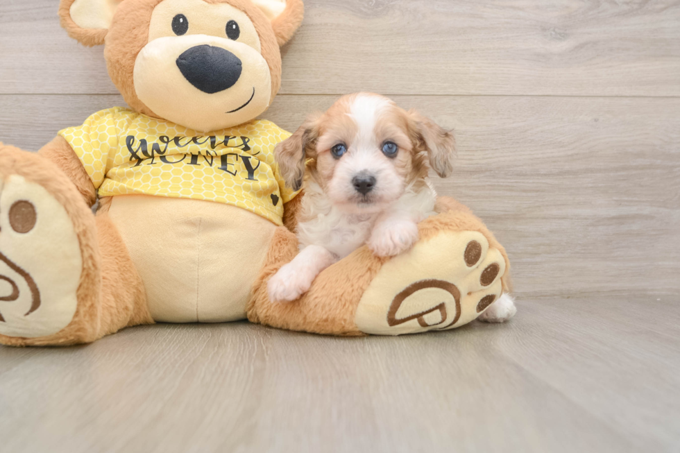 Best Mini Aussiedoodle Baby