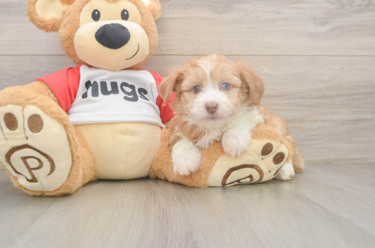 Best Mini Aussiedoodle Baby