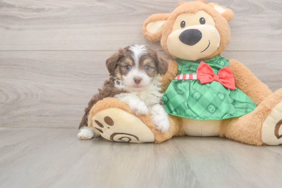 Petite Mini Aussiedoodle Poodle Mix Pup