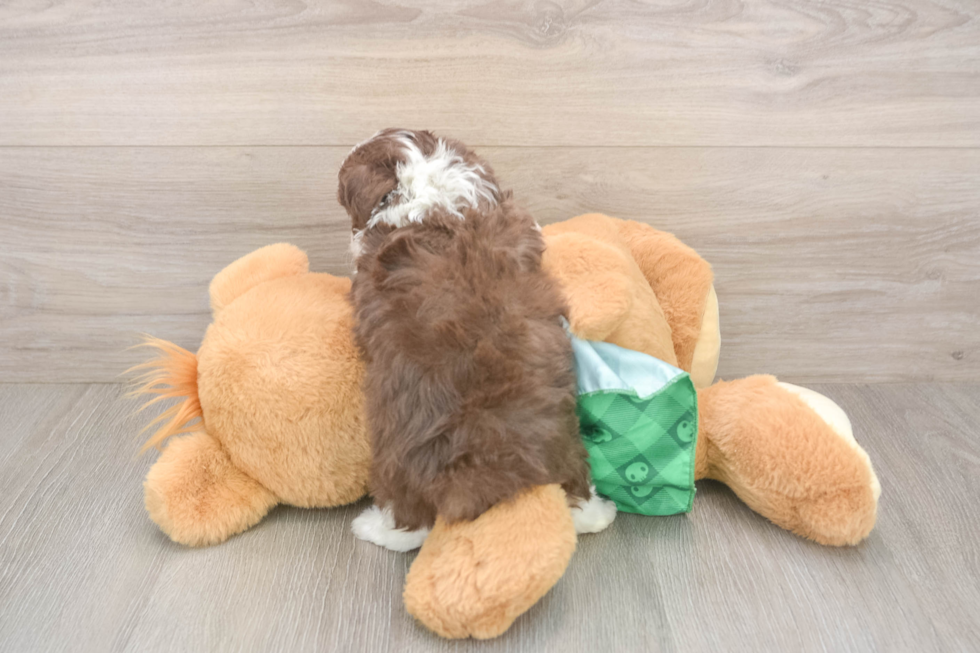 Mini Aussiedoodle Pup Being Cute