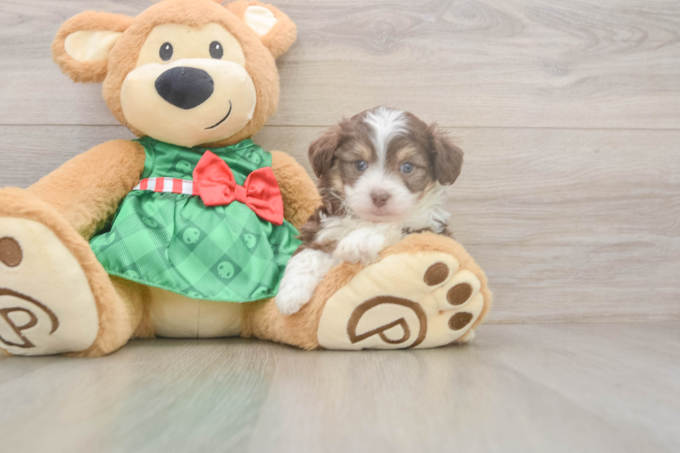 Mini Aussiedoodle Pup Being Cute