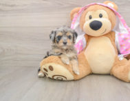 8 week old Mini Aussiedoodle Puppy For Sale - Seaside Pups