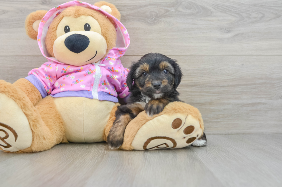 5 week old Mini Aussiedoodle Puppy For Sale - Seaside Pups