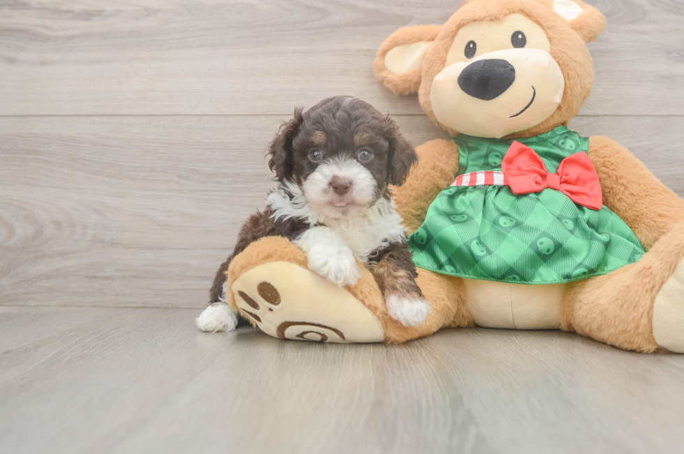 5 week old Mini Aussiedoodle Puppy For Sale - Seaside Pups