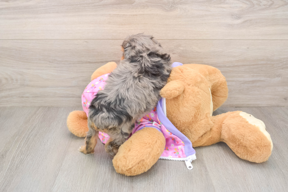 Best Mini Aussiedoodle Baby