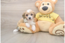 Mini Aussiedoodle Puppy for Adoption