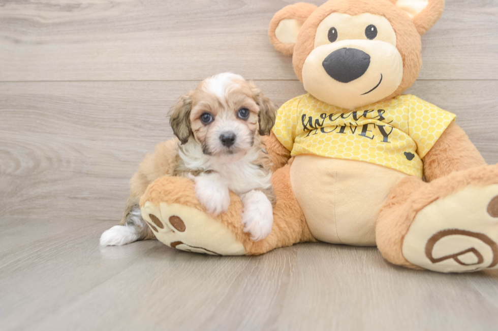 Mini Aussiedoodle Puppy for Adoption
