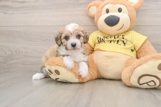 Mini Aussiedoodle Puppy for Adoption