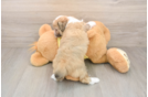 Hypoallergenic Aussiepoo Poodle Mix Puppy