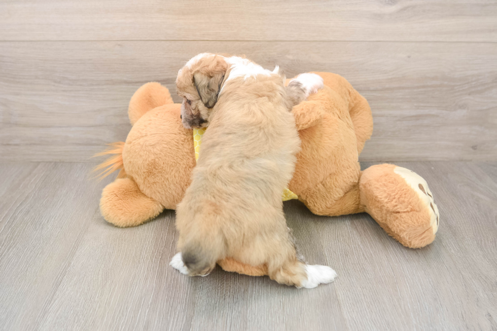 Hypoallergenic Aussiepoo Poodle Mix Puppy