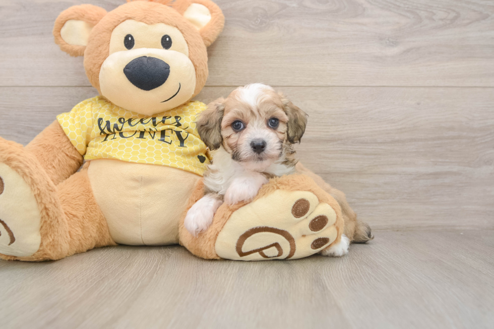 Mini Aussiedoodle Pup Being Cute