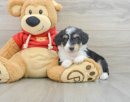 7 week old Mini Aussiedoodle Puppy For Sale - Seaside Pups