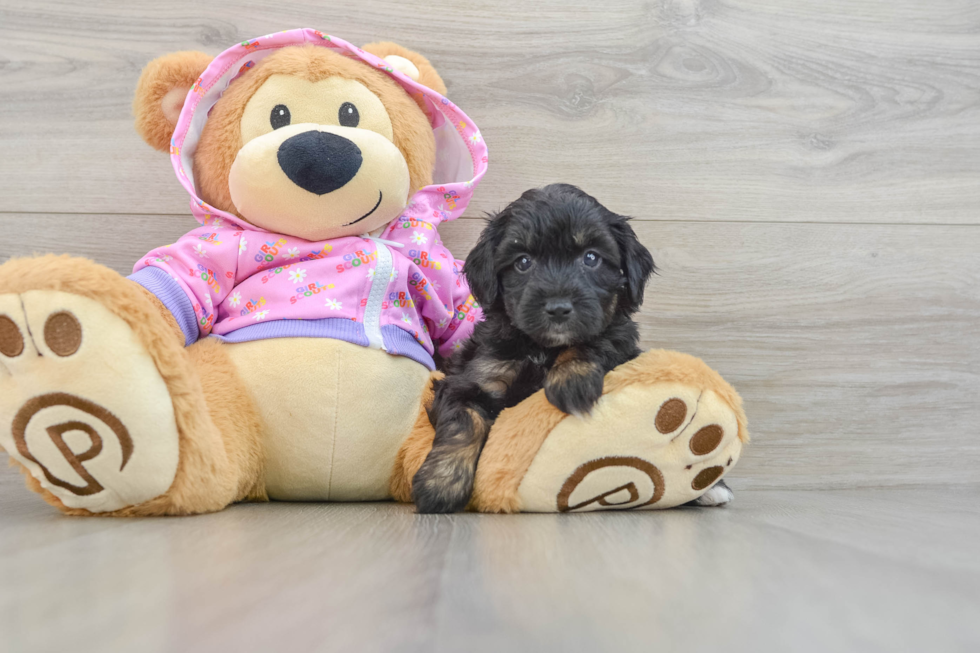 Friendly Mini Aussiedoodle Baby