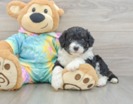 7 week old Mini Aussiedoodle Puppy For Sale - Seaside Pups