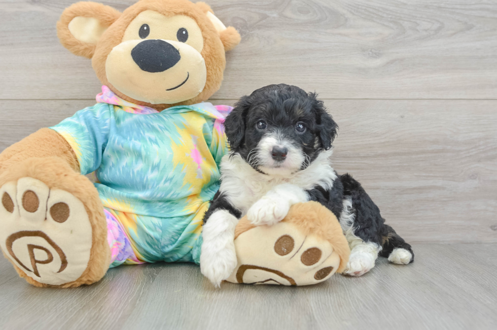6 week old Mini Aussiedoodle Puppy For Sale - Seaside Pups