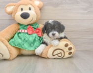 7 week old Mini Aussiedoodle Puppy For Sale - Seaside Pups