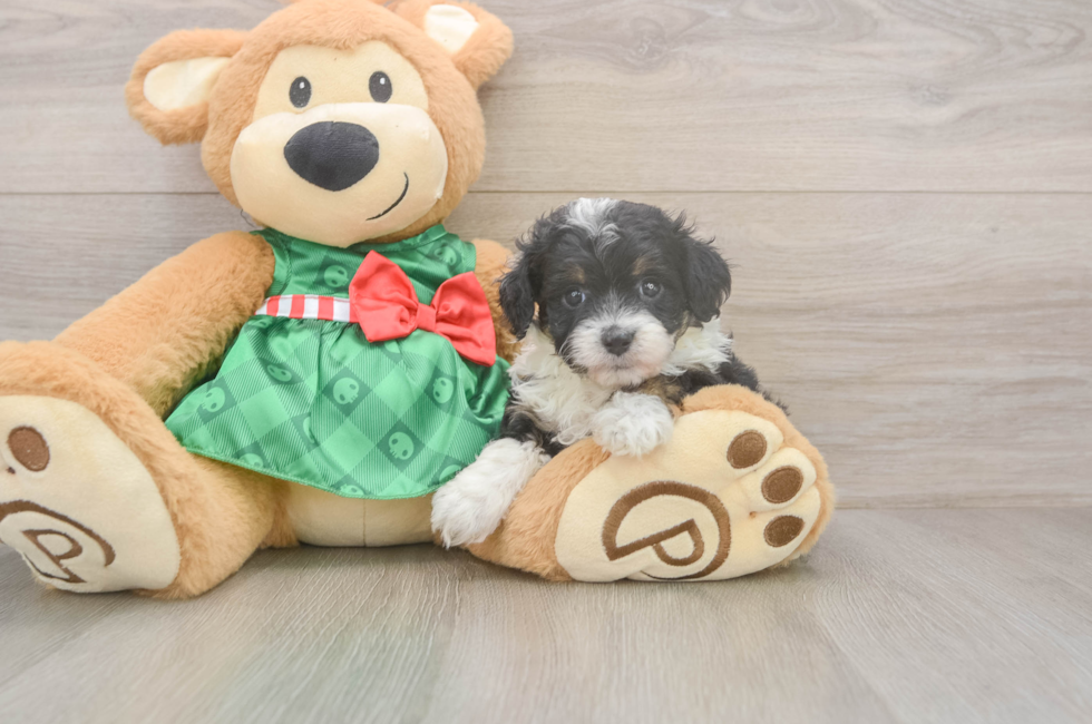 5 week old Mini Aussiedoodle Puppy For Sale - Seaside Pups