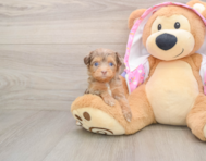8 week old Mini Aussiedoodle Puppy For Sale - Seaside Pups