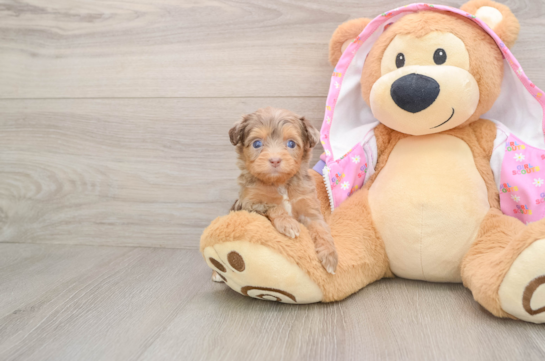 Best Mini Aussiedoodle Baby