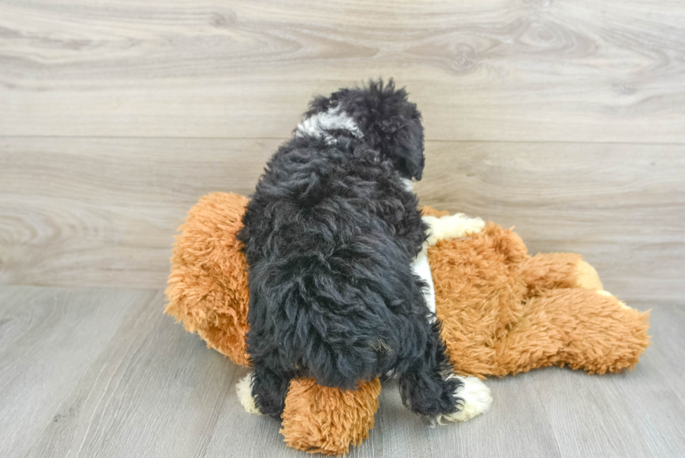 Little Mini Aussiepoo Poodle Mix Puppy