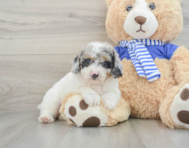 10 week old Mini Aussiedoodle Puppy For Sale - Seaside Pups