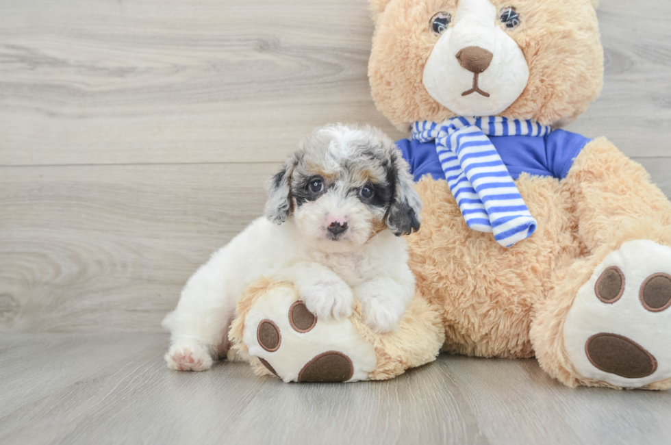 9 week old Mini Aussiedoodle Puppy For Sale - Seaside Pups