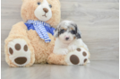 Playful Mini Aussiepoodle Poodle Mix Puppy