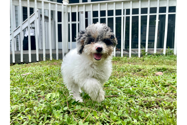 Cute Mini Aussiedoodle Poodle Mix Pup