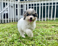 12 week old Mini Aussiedoodle Puppy For Sale - Seaside Pups