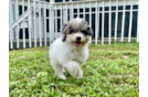 Cute Mini Aussiedoodle Poodle Mix Pup