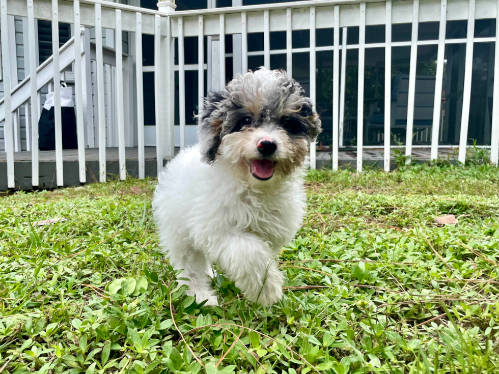 Cute Mini Aussiedoodle Poodle Mix Pup