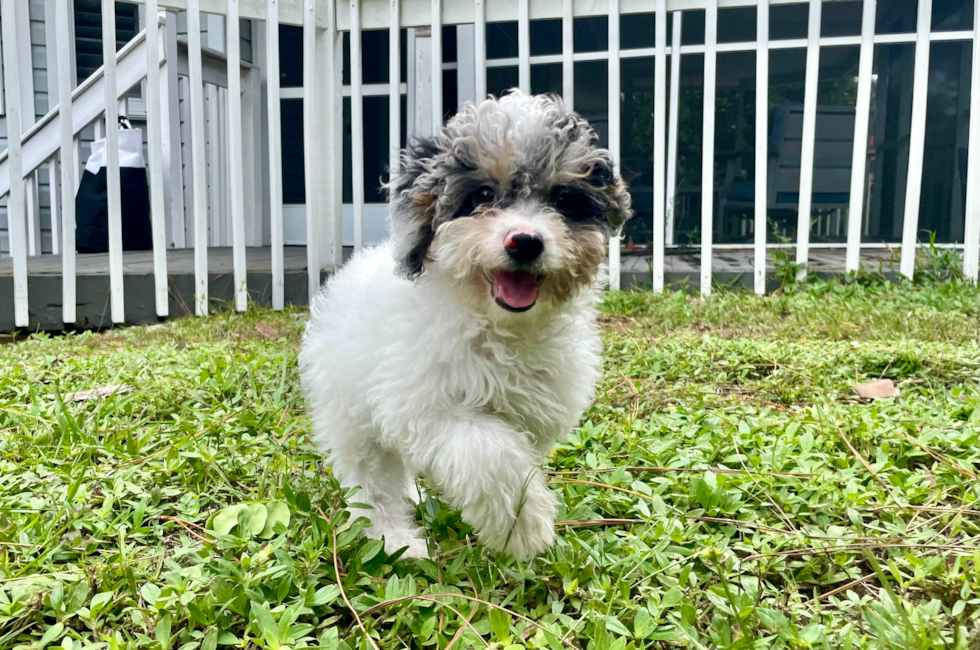 12 week old Mini Aussiedoodle Puppy For Sale - Seaside Pups