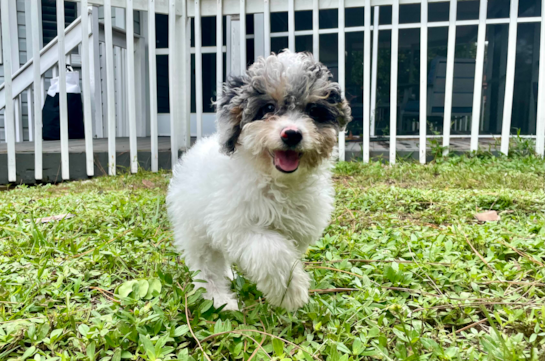 Best Mini Aussiedoodle Baby