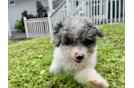 Cute Mini Aussiedoodle Poodle Mix Pup