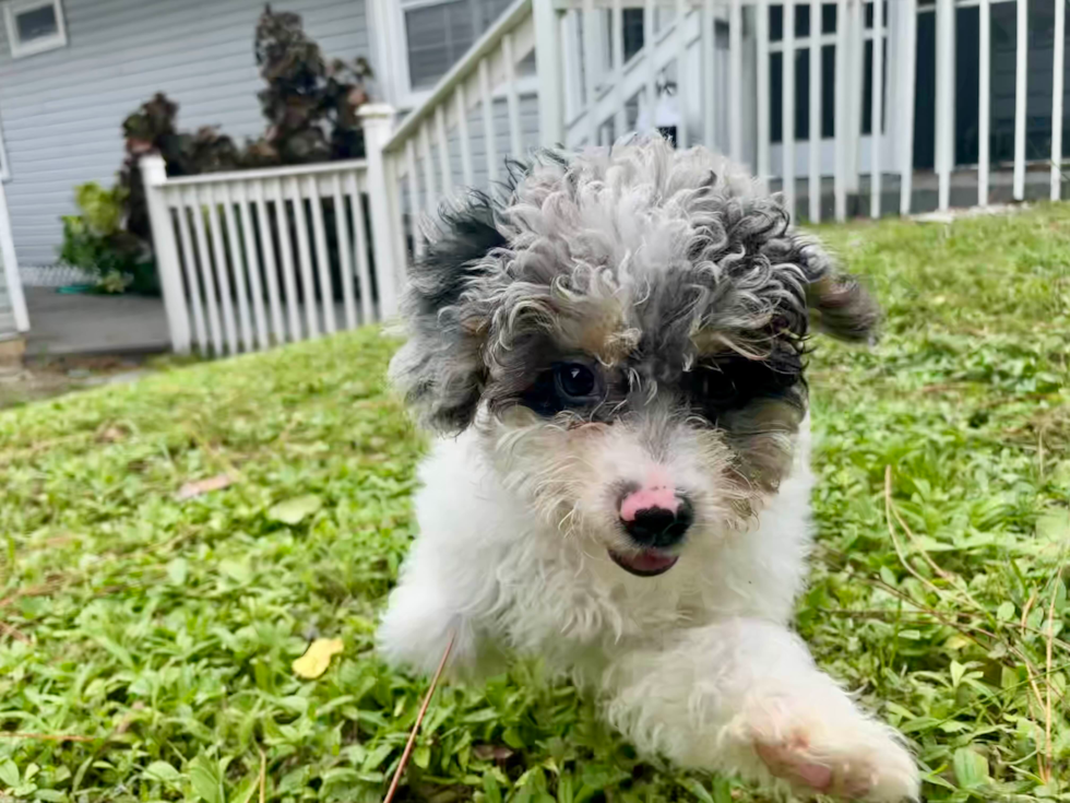 Cute Mini Aussiedoodle Poodle Mix Pup