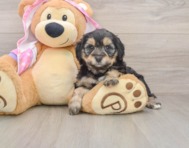 9 week old Mini Aussiedoodle Puppy For Sale - Seaside Pups